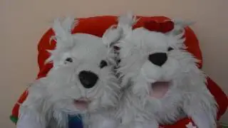 Дуэт влюбленных собачек;)
