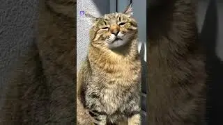Кот уснул СТОЯ