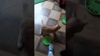 Ужин