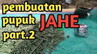 pembuatan# pupuk # JAHE GAJAH. part 2  dari kebun sendri.hasil nya puas boss