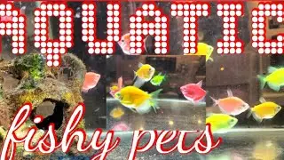 BRAVE RELAX  MOMENT WITH AQUATIC PETS