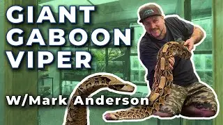 Giant Gaboon Viper (Peaches) with Mark Anderson