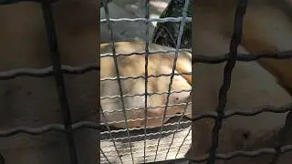 Толстый😱🦁🤣ЛЕВ#zoo #animals #лев #львы #смешноевидео #зоопарксказка #зоопарк #lion #lions #милоевидео
