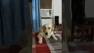 I'm in love With This Golden Retriever🐶 #viral #youtube #puppy #dog #trending #enjoy #happy #cute