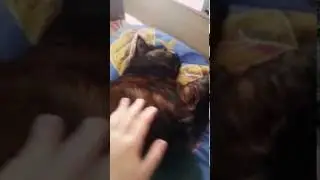Маленький ОБЗОР НА МОЕГО ПИТОМЦА