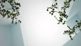 White Room with green ivy