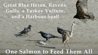One Salmon to Feed Them All - Great Blue Heron, Ravens, Gulls, a Turkey Vulture, and a Harbour Seal!