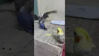 Brave african lovebird😅 1 vs 2 cockateil💪🔥🔥