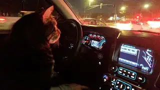 How We Got Our Cats To Enjoy Car Rides | 6 Steps