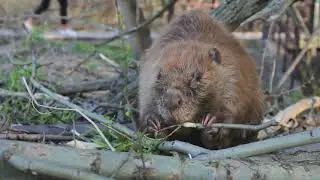 Beavers 🦫