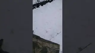 ЗСЛ Юта родила 12 щенков
