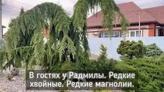 В гостях у Радмилы. Редкие хвойные.
