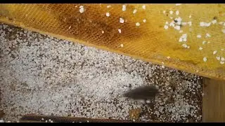 Пчеловодство. Мышь - убийца пчёл.