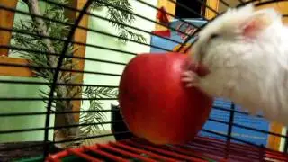 хомяк ест яблоко/hamster eating an apple