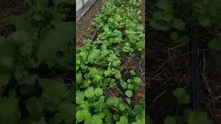 2 week update on our direct planted anemones & ranunculus