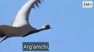 Argʻamchi