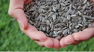 Top 10 Most Nutritious Seeds you should eat | Nutritious Seeds you should eat | seeds you must eat