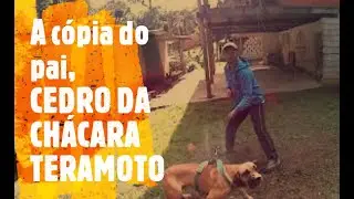 Fila brasileiro - Cedro da Chacara Teramoto