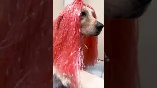 The Golden Mermaids🧜‍♀️#goldenretriever #ariel #disney #mermaid #shorts #funnydogs #imitation