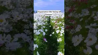 valley of flowers | trip to valley of flowers | beautiful Trek | Hill tours 