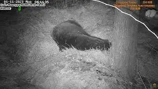 Старые видео про сон Мансура 36
