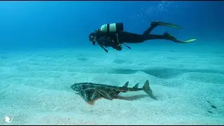 Angelotes en Canarias.