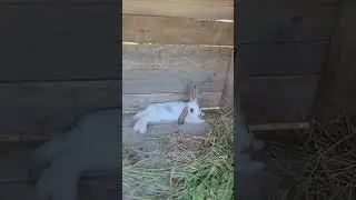 Там где душе хорошо!❤️🦆🐓🐇🐌🐣