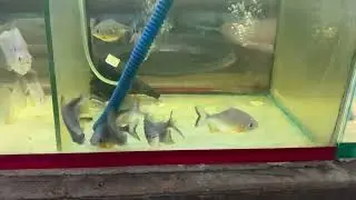 Pacu fish monster fish