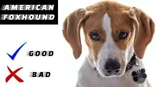 American Foxhound Pros And Cons | The Good And The Bad