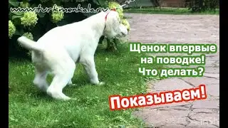 Как 