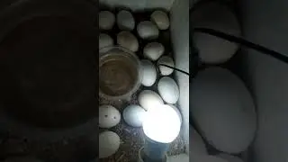 How to make a incubator at home within 5 minutes| its work 100%