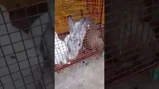 Bunnies Of Dylan 