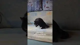 Инвалида Наоми расстреляли💔Ей некуда идти!