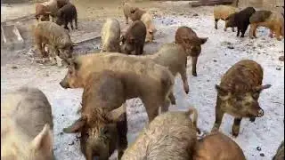 Мангалица+дикий кабан
