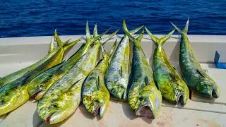 DEEP Sea Dolphin! Catch Clean Cook