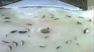 Marzenie każdego wędkarza ! :)