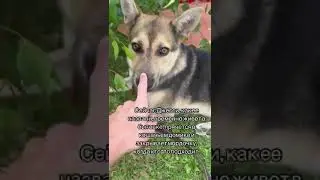 Symiko.ru | Собака Джесси ищет дом. Отдаем бесплатно. Собаки в дар в добрые руки.