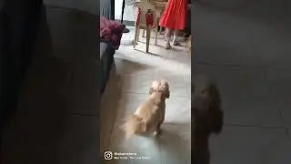 Excited to see Mom!   #short #youtubeshorts #pets #animals #shorts #dogs #petlover #cats #doglover