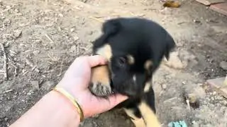 3 chú cún con của bé Bơ tập ăn cháo