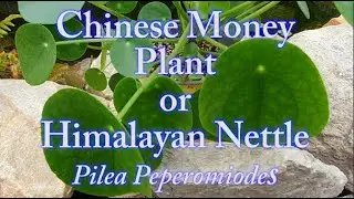 How to grow & Care for your Chinese Money Plant Pilea peperomioides