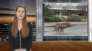 Daily News      20.03.2024             Wolf im Landkreis Konstanz gesichtet