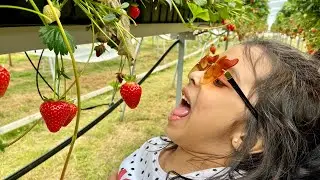 THE BERRY FARM GOREY, COUNTY WEXFORD, Ireland 🇮🇪- 4K | PICK YOUR OWN STRAWBERRIES