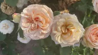 Джентл Трендсеттер ( Gentle Trendsetter )