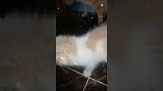 котики отдыхают😎🐈🐾