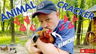 🐓 CHICKEN has a major CRUSH on the ANIMAL CRACKER after CHIRO adjustment!