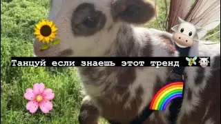 🐮 Танцуй если знаешь этот тренд 🌻 Тик ток 2021 // Tik Tok trend 2021 🧸