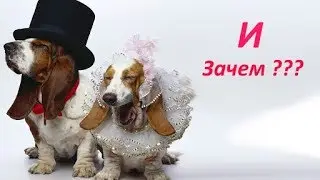 Ах зачем я слушала? Прикольные,смешные животные.