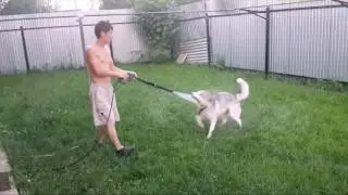 Хаски VS karcher... А вы как спасаетесь от жары?