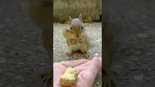 FEEDING CHIPMUNKS PEANUTS 🥜🐿😋 #shorts