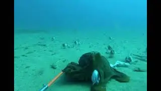 No way 😱octopus, eat Shark 🦈